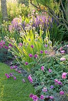 Dianthus plumarius 'Laced Monarch', Salvia nemorosa and Allium fistulosum