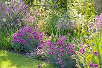 Summer border with Dianthus plumarius 'Laced Monarch'