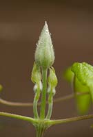 Buds of Clematis 'Hagley Hybrid'
