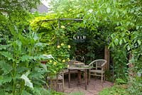 Seating area hidden by Arbour covered with Rosa and Humulus lupulus 'Aureus'
