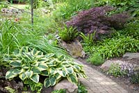 Mixed borders with Acer palmatum Dissectum, Hosta Guacamole and Asplenium scolopendrium