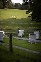 Country view with Beehives in foreground and grazing sheep in distance.