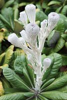 Oldenburgia grandis - Suurberg Cushion Bush or Rabbit's Ear, nr Cape Town, Western Cape, South Africa