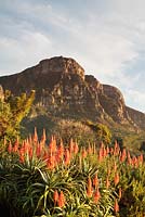 Aloe Aborescens - Krantz Aloe with Table Mountain, Kirstenbosch National Botanical Garden, Cape Town, South Africa
