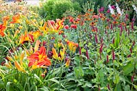 Hot Summer border with Papaver somniferum laciniatum, Echinacea purpurea 'Tiki Torch', Persicaria amplexicaulis 'Fat Domino' and Hemerocallis