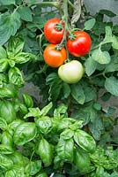 Sweet basil growing alongside greenhouse tomatoes