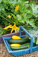 Courgette 'Soleil F1' growing in small bed with trug of harvested courgettes, 'Soleil' and 'Primula'