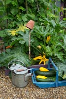 Courgette 'Soleil F1' growing in small bed with trug of harvested courgettes, 'Soleil' and 'Primula'