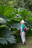 Woman looking at Gunnera Manicata, Giant Rhubarb