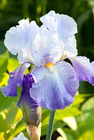 Iris barbata 'Barletta'