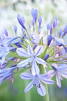 Agapanthus 'Calypso'