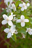 Philadelphus x lemoinei Silberregen