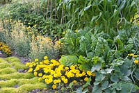 Mixed vegetable and flower bed with Zea mays, Beta vulgaris, Capsicum annuum, Tagetes patula Texana Yellow and Agastache barberi Lime Moss