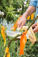Step by Step - Making a butterfly feeder using ribbons, fruit and sugar water