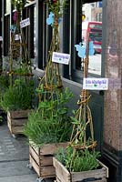 Edible Herbal High Road, Abundance London in Chiswick - Chelsea Fringe 2013