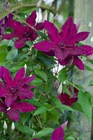 Clematis Amethyst BeautyGarden -  Little Wantley, SussexOwners -  Mr and Mrs Barnes