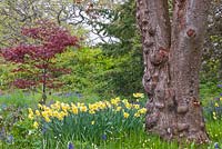 Arbutus menziesii, Narcissus cv, Acer palmatum cv in informal country woodland garden 