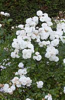 Rosa 'Prosperity' - Chateau du Rivau, Loire Valley, France, David Austin Roses, white border