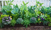 Brassica, Thymus, Origanum, Viola, Petroselinum, Tagetes, Pepper and Cabbage in mixed border