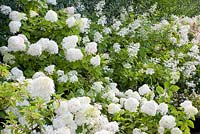 Planting of Hydrangea paniculata 'Limelight', 'Pink Diamond', 'Pinky Winky' and 'Phantom'
