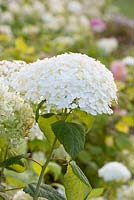 Hydrangea arborescens 'Incrediball Strong Annabelle'