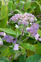 Hydrangea villosa 'Anthony Bullivant'