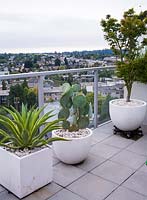 Agave amaericana, Opuntia compressa and Acer 