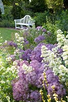 Purple and white themed border with Centranthus ruber 'Albus' and Allium christophii