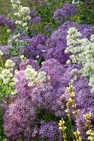 Purple and white themed border with Centranthus ruber 'Albus' and Allium christophii