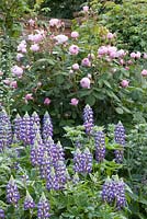 Informal border planted with Lupinus 'The Governor' and Rosa 'Geoff Hamilton'