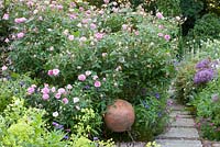 Path though rose garden with planting of Alchemilla mollis, Geranium pratense 'Album' and Rosa 'Mayflower'