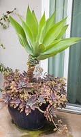 Mixed container with Agave attenuata, X Graptoveria 'Fred Ives' 
