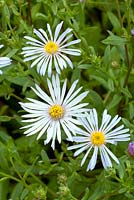 Aster pyrenaeus 'Lutetia'