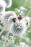 Echinops bannaticus 'Albus' with bees