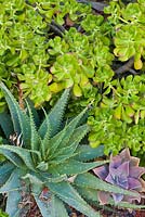 Aloe spinosissima, X Graptoveria 'Fred Ives', Sedum praealtum 