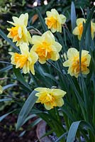 Narcissus 'Tahiti', in large container, garden setting, evening light