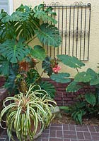 Container display with Ananas comosus 'Variegatus', Begonia, Philodendron monstera and Aspidistra 