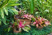 Container display and plants including Neoregelia 'Treasure Chest', Alpinia zerumbet 'variegata', Philodendron and Trachelospermum asiaticum