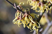 Hamamelis x intermedia 'Arnold promise' 