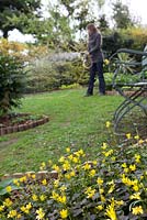 Lady watering lawn with hosepipe, foreground focus on cultivated Celendine 'Brazen Hussy'