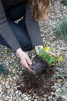 Planting an alpine, Viola stojanowii, through a membrane and stone mulch. Placing plant into hole.