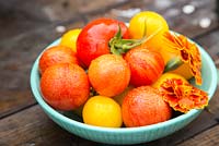 Bowl of harvested Tomatoes 'Tigerella', 'Big Boy' and 'Sungold' with Tagetes