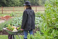 Woman overlooking vegetable patch with wheelbarrow of harvested produce. Carrot 'Purple Haze', 'Creme de Lite', Cauliflower and pots of Viola