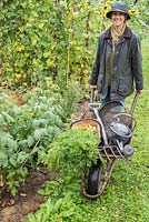 Woman pushing wheelbarrow of tools and harvest of Carrots 'Purple Haze' and 'Creme De Lite'
