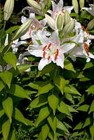Lilium oriental 'Muscadet'