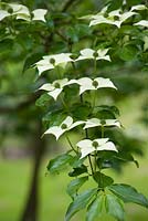 Cornus Kousa ssp. Chinensis 'Spinners'