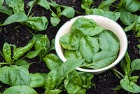 Freshly harvested Beta vulgaris 'Amazon' - Spinach in an enamel bowl