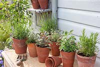 Selection of herbs in pots on table sage, thyme, rosemary, majoram and lavender