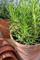 Rosemary - Rosmarinus officinalis in small container