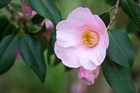 Camellia williamsii 'Saint Ewe'